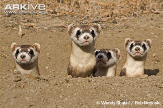 Illustration for article titled Monday Mustelid - Mustela nigripes Edition